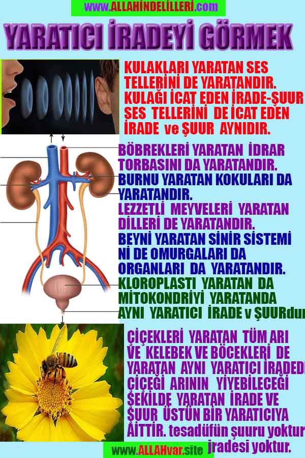 Allahın Varlığının Delilleri, Allahın Delilleri, Tanrının ispatı, Tanrının kanıtları, Allahın ispatı, Allahin delilleri
