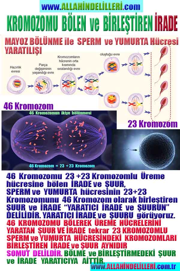 Allahın Varlığının Delilleri, Allahın Delilleri, Tanrının ispatı, Tanrının kanıtları, Allahın ispatı, Allahin delilleri
