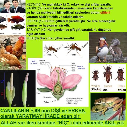 Allahın Varlığının Delilleri, Allahın Delilleri, Tanrının ispatı, Tanrının kanıtları, Allahın ispatı, Allahin delilleri