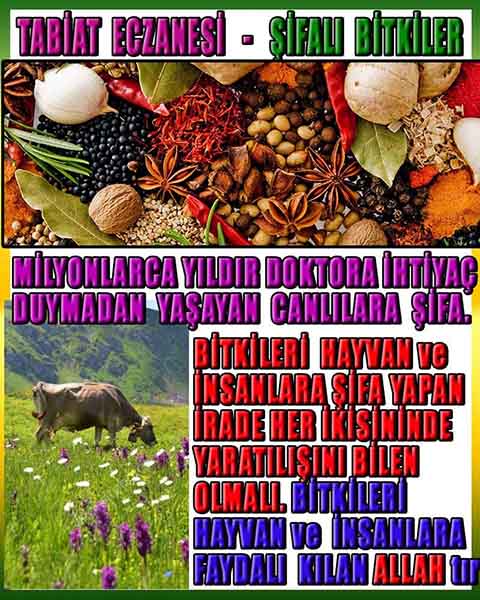 Allahın Varlığının Delilleri, Allahın Delilleri, Tanrının ispatı, Tanrının kanıtları, Allahın ispatı, Allahin delilleri